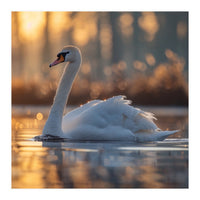 Majestic Swan Gliding On Water At Sunset (Print Only)