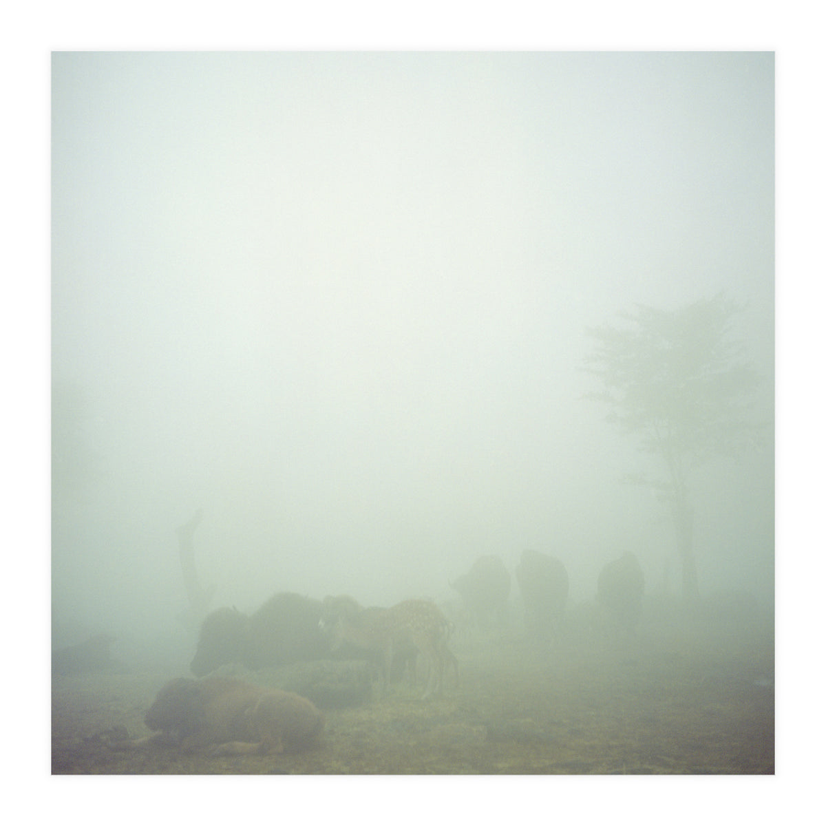 Silence of breath - 03 (Print Only)