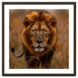 Majestic Lion King Of The Savannah In Dry Grass thumbnail