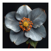 Hellebore | Silver Magic (Print Only)