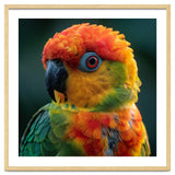 Sun Conure Parrot Close Up Eye thumbnail
