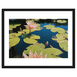 Lotus Pond | Landscape thumbnail