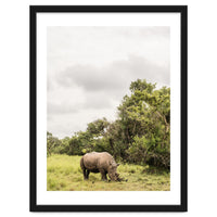 Rhino in Uganda