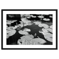 Lotus Pond | Black & White Landscape