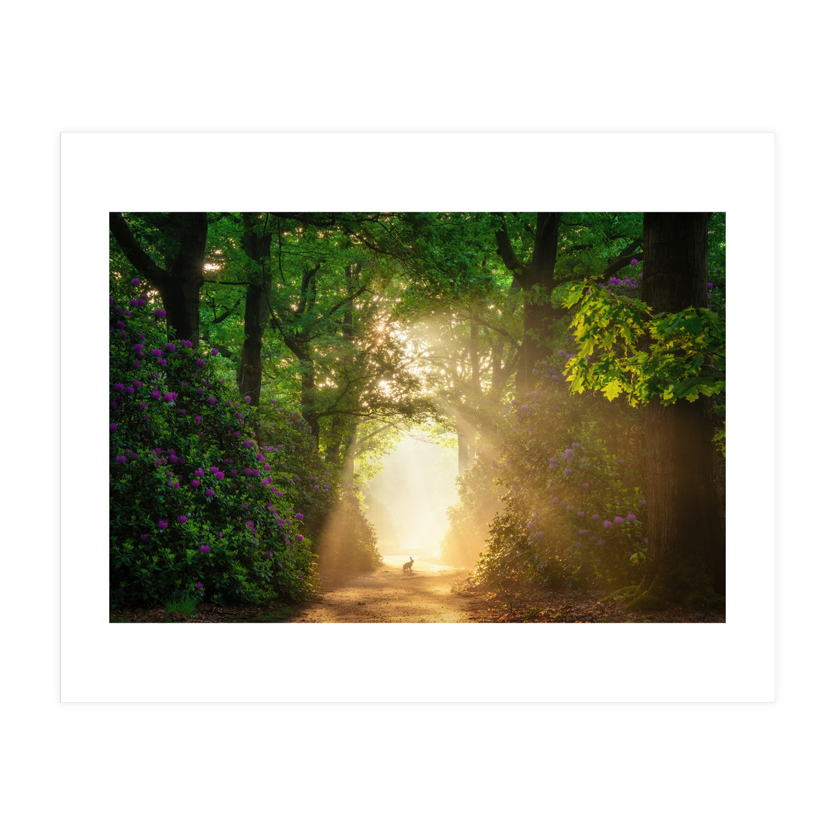 Hare in paradise (Print Only)