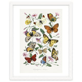 Paul Gervais – Butterfly and Moth Natural History Illustration (1842) thumbnail
