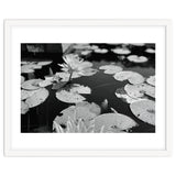 Lotus Pond | Black & White Landscape thumbnail