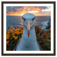 Albatross Bird With Intense Gaze By The Sea