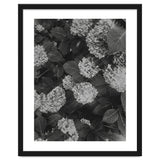 Hydrangeas | Black & White Portrait thumbnail