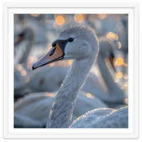 Majestic Swan Close Up With Water Droplets