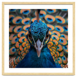 Close Up Peacock Head And Eye With Feathers thumbnail