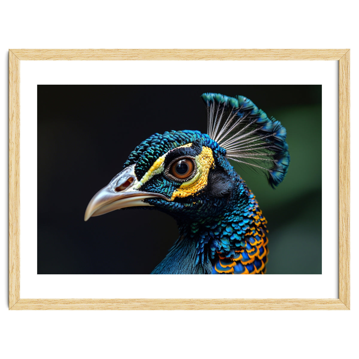 Close-up of a Peacock’s Head