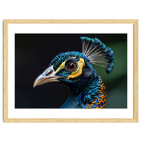 Close-up of a Peacock’s Head