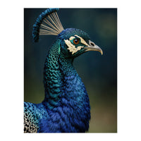 Peacock Portrait Photography (Print Only)