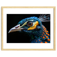 Close Up Of A Peacock Bird Head Eye
