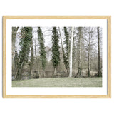 Sole white birch in the trees thumbnail