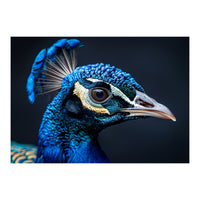 Close Up Of A Peacock Head Blue Feather (Print Only)