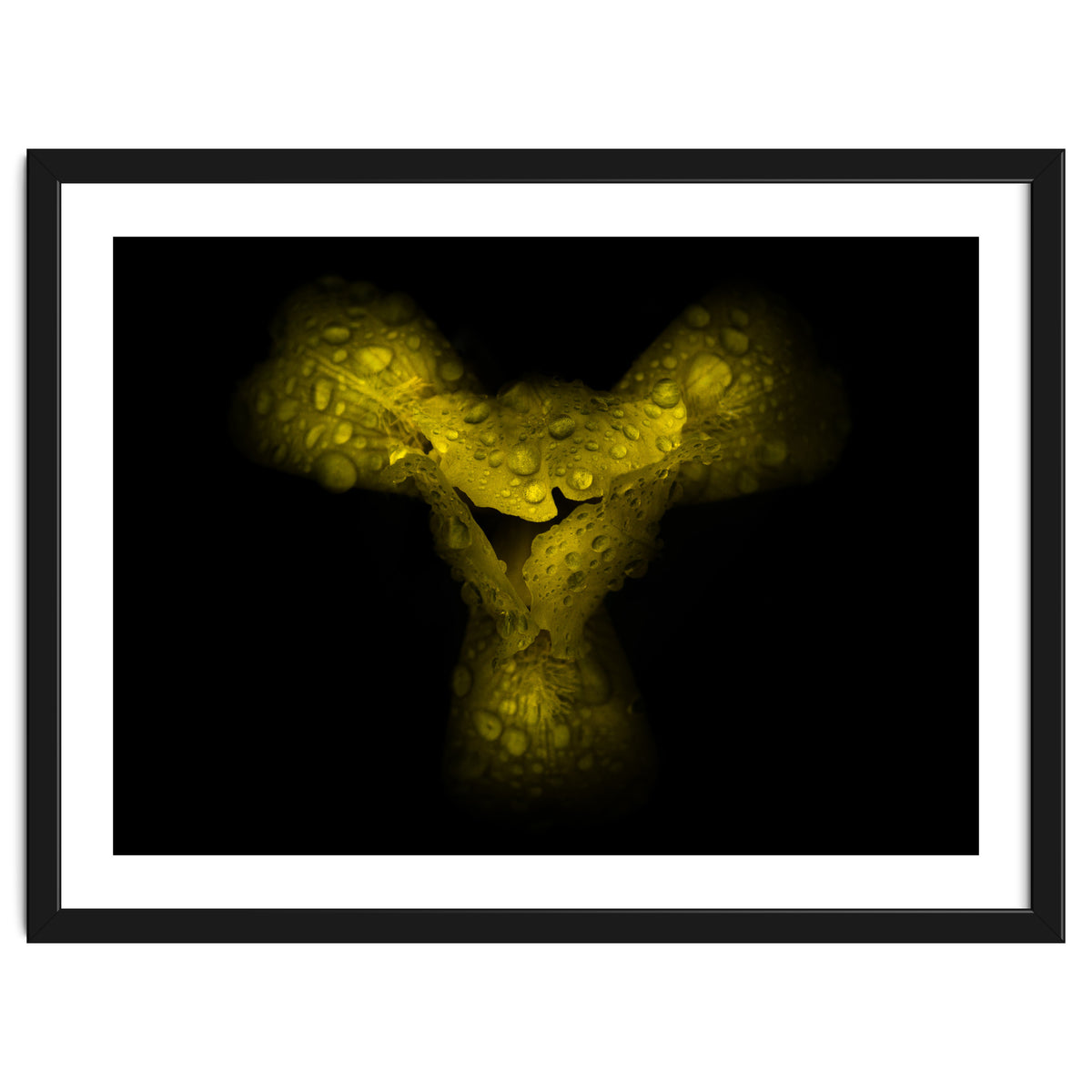 Backyard Flowers No 70 Color Version