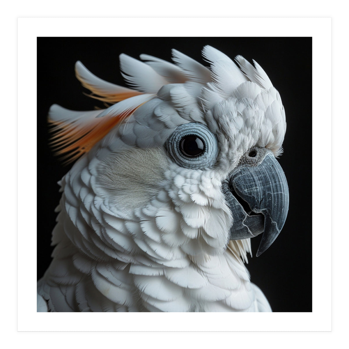 White Cockatoo Parrot With Orange Crest  (Print Only)