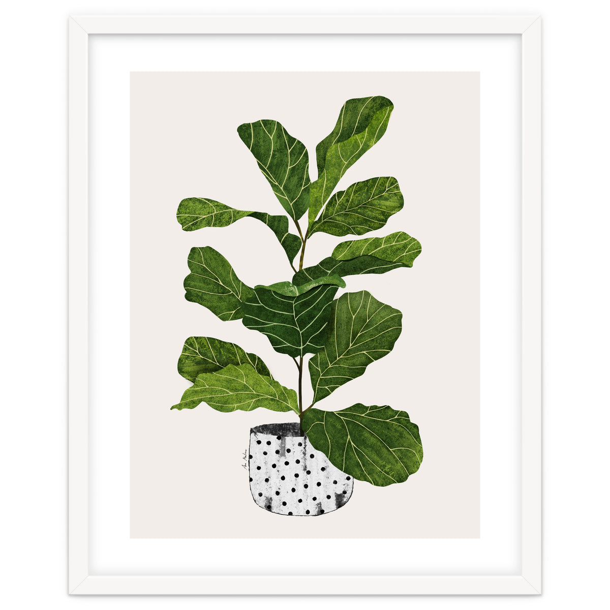 Fiddle Leaf Fig Tree Plant