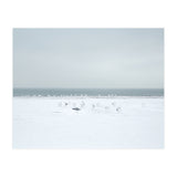 Seagulls in the Snow beach (Print Only) thumbnail