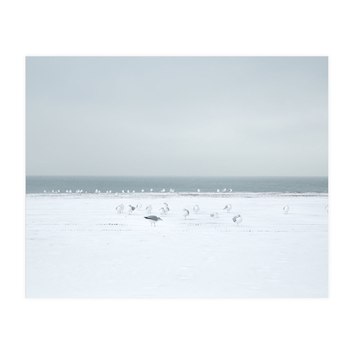 Seagulls in the Snow beach (Print Only)