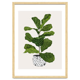 Fiddle Leaf Fig Tree Plant thumbnail