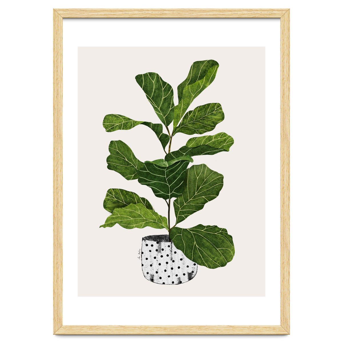 Fiddle Leaf Fig Tree Plant