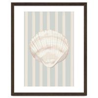 Sea shell