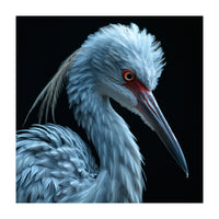 Striking Portrait Of A Blue Heron Bird (Print Only)