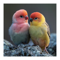 Pair Of Lovebirds Sitting On Rocks (Print Only)