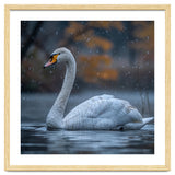 Swan Floating Gracefully On Water In Autumn thumbnail