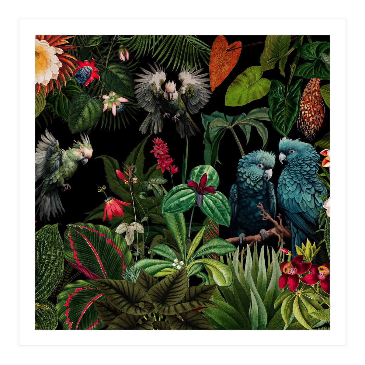 Moody Botanical Midnight Jungle Birds (Print Only)