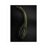 Gourds No 9 Color Version (Print Only) thumbnail