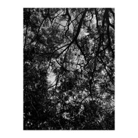 Tree From Below Black Silhouette (Print Only)
