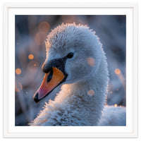 Close Up Frosty Swan Head During Golden Hour