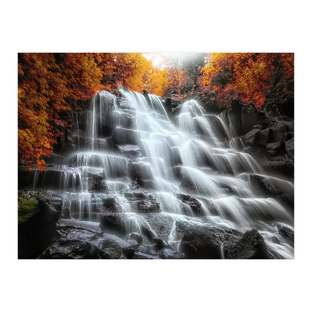 Into the woods (Print Only)