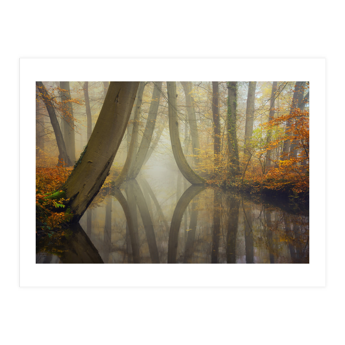 Bent trees in autumn (Print Only)