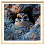 Close Up Falcon Eye Detail In Nest thumbnail