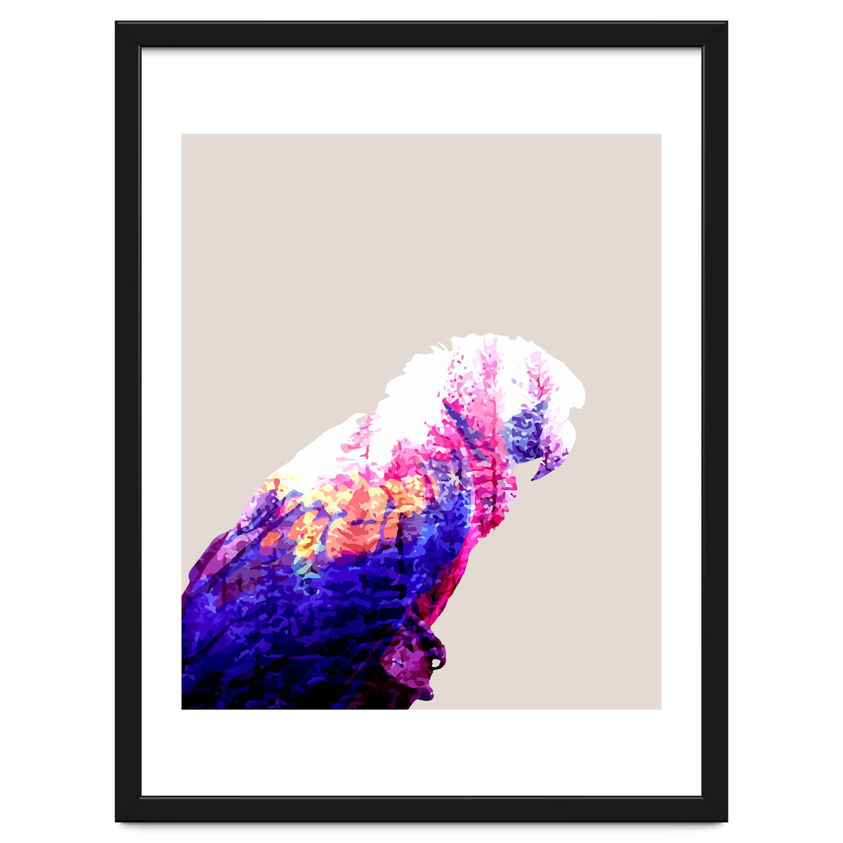 Macaw