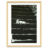 Cat On Stairs thumbnail