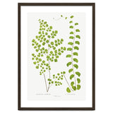 Edward Joseph Lowe – Adiantum Assimile and Adiantum Lunulatum (1856–1860) thumbnail