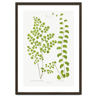 Edward Joseph Lowe – Adiantum Assimile and Adiantum Lunulatum (1856–1860)