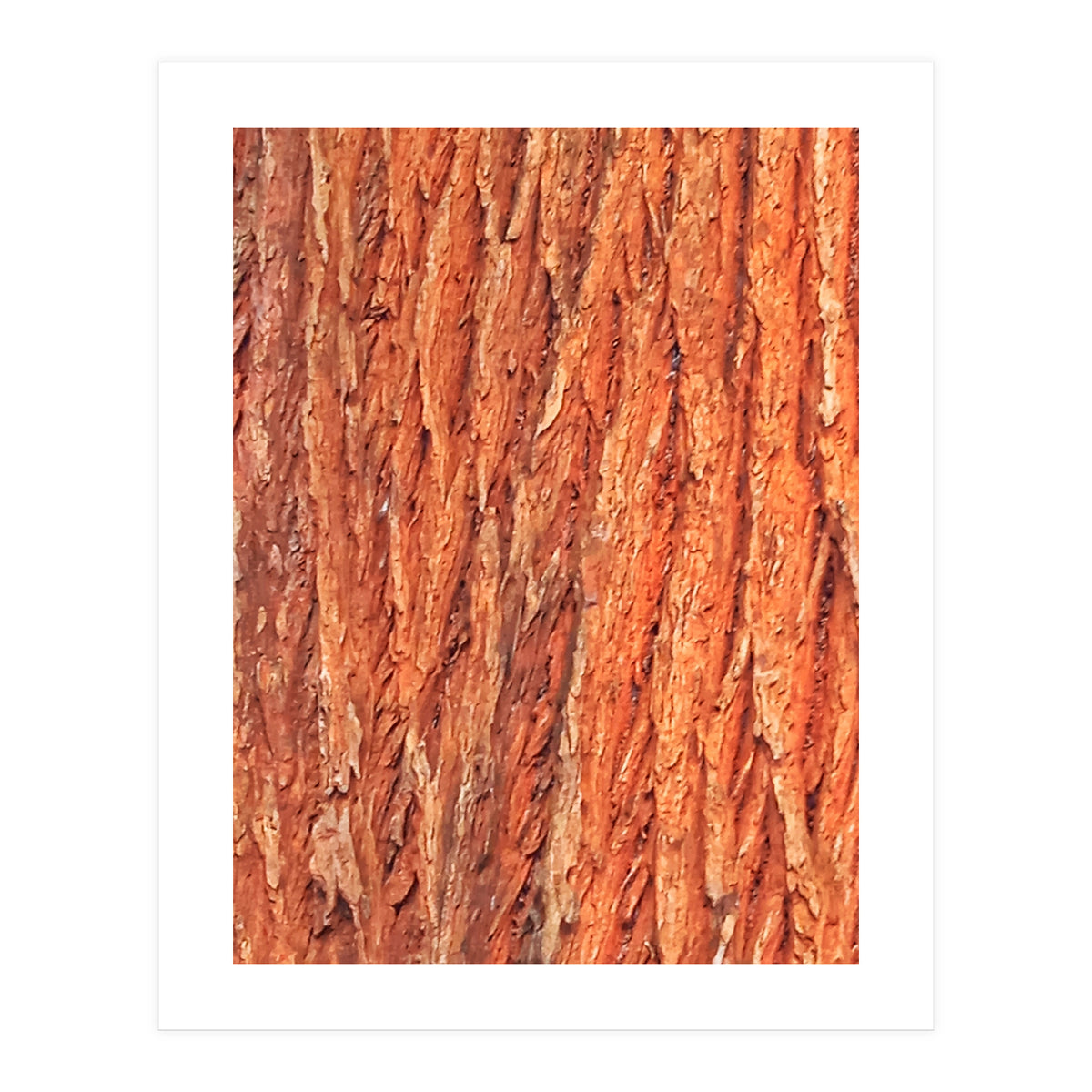 Tree Bark (Print Only)