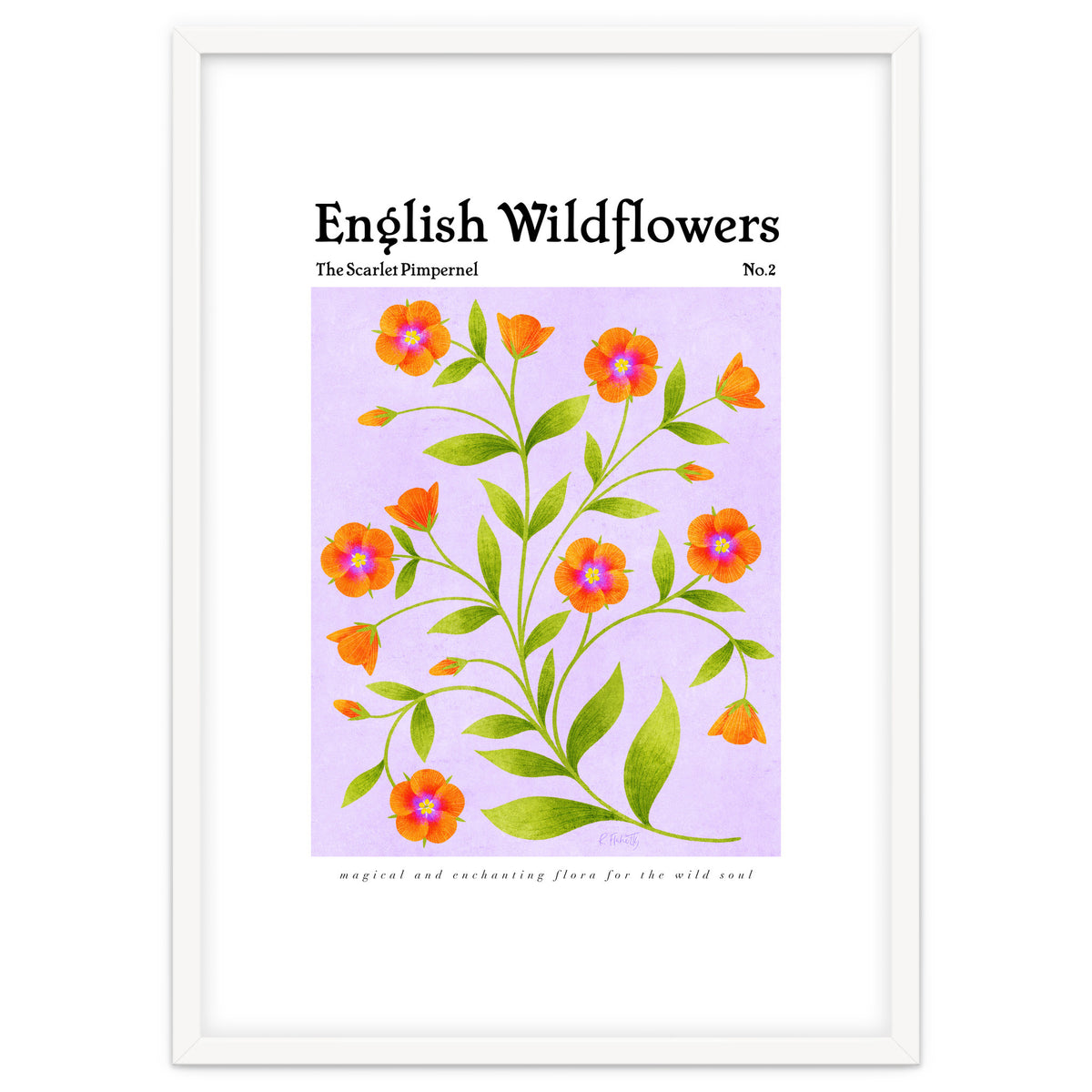 English Wildflowers | Scarlet Pimpernel