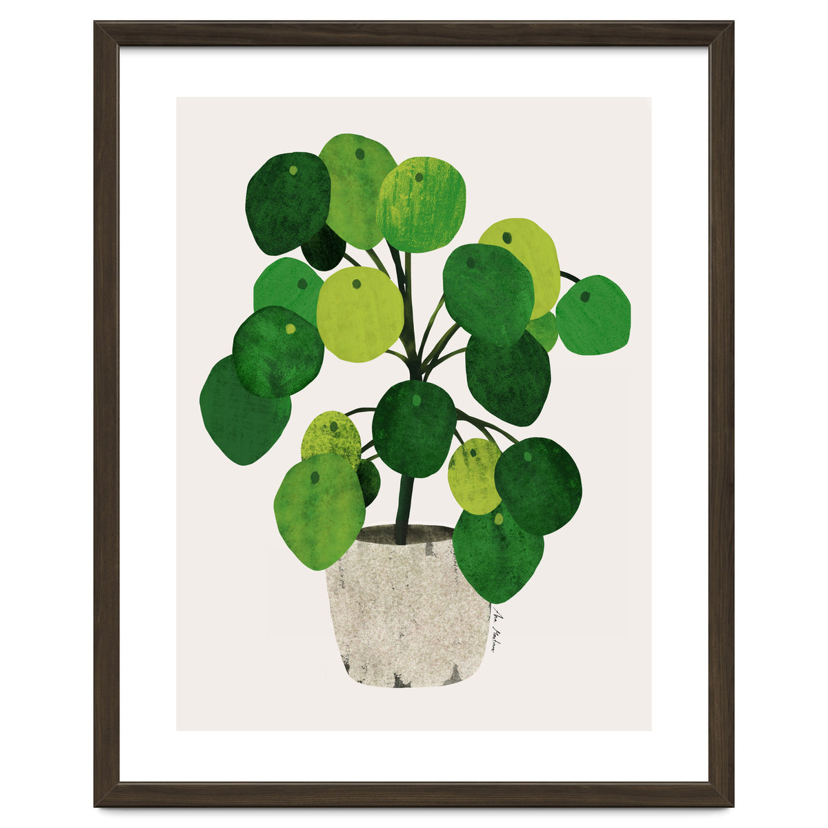 Pilea Plant
