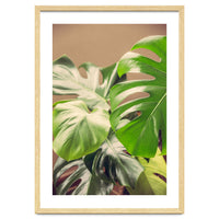 Monstera Mix