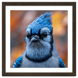 Close Up Blue Jay Bird With Detailed Feathers thumbnail