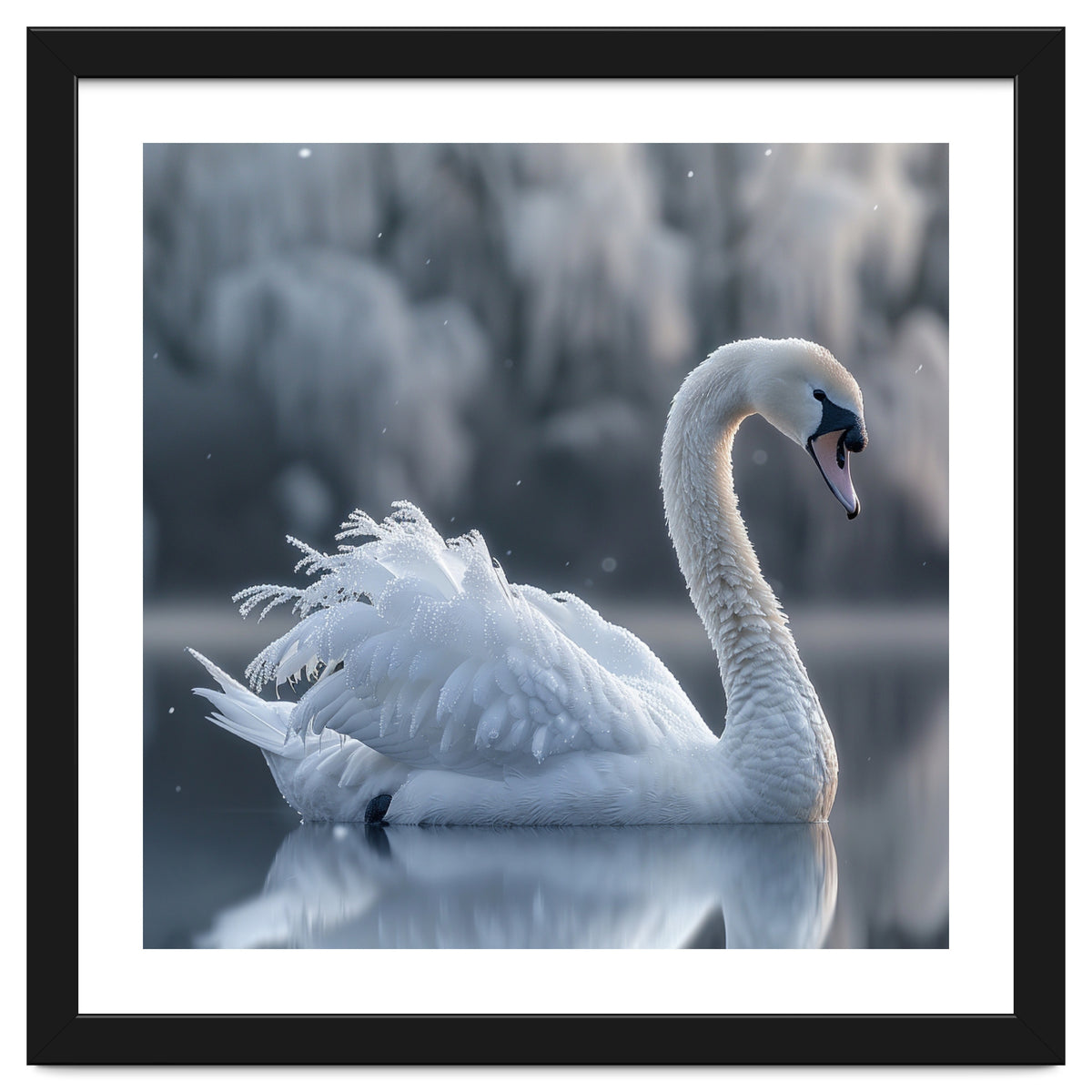 Majestic White Swan Gracefully Floating On Water
