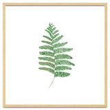 Fern thumbnail